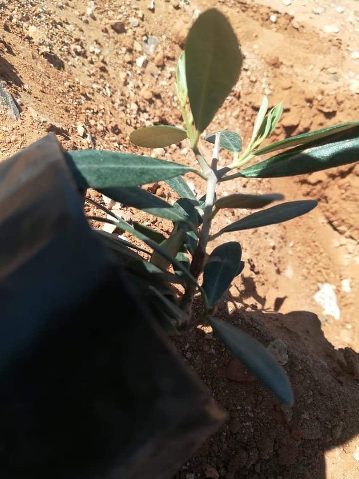 صورة 3