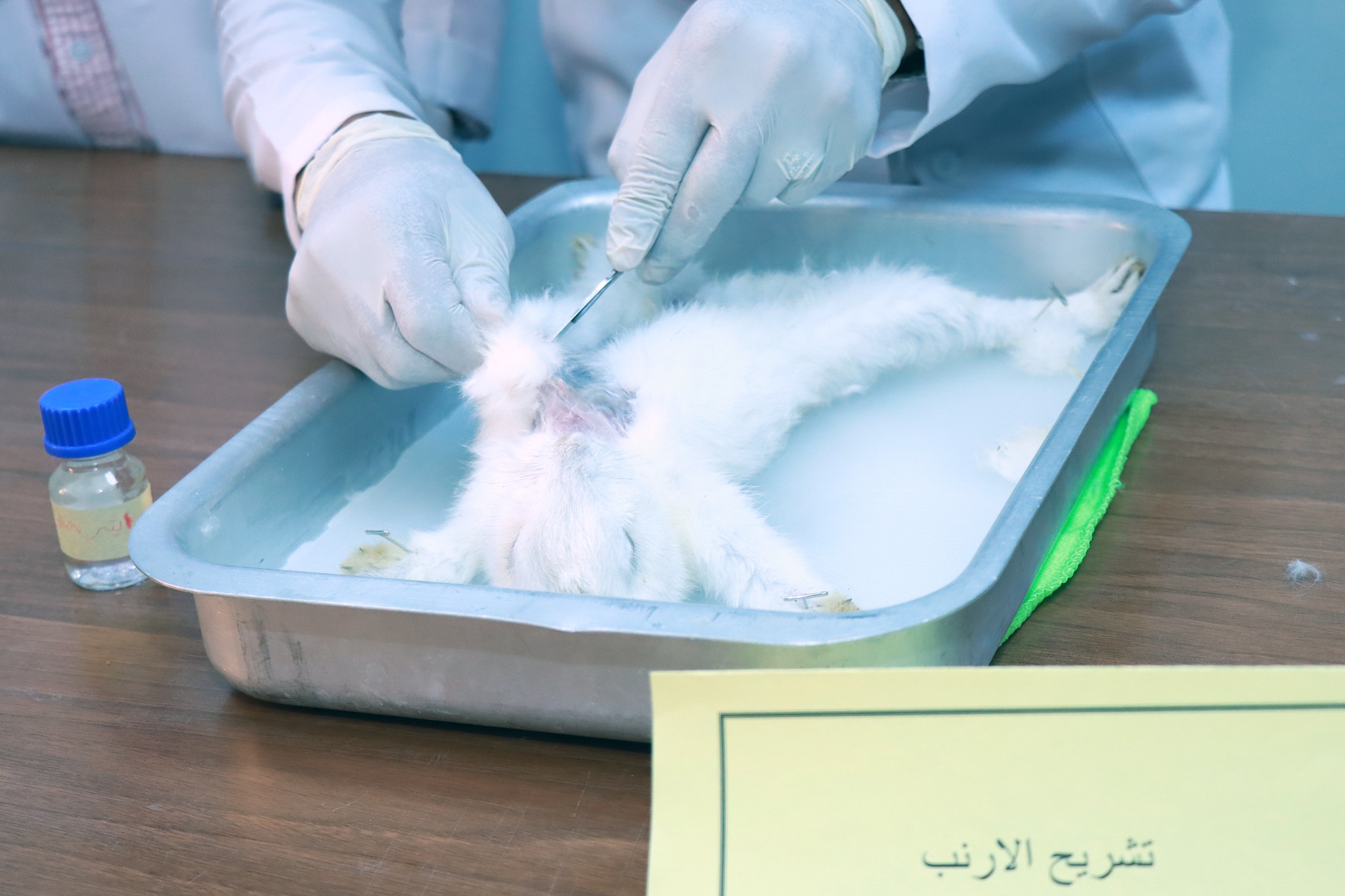 صورة 28