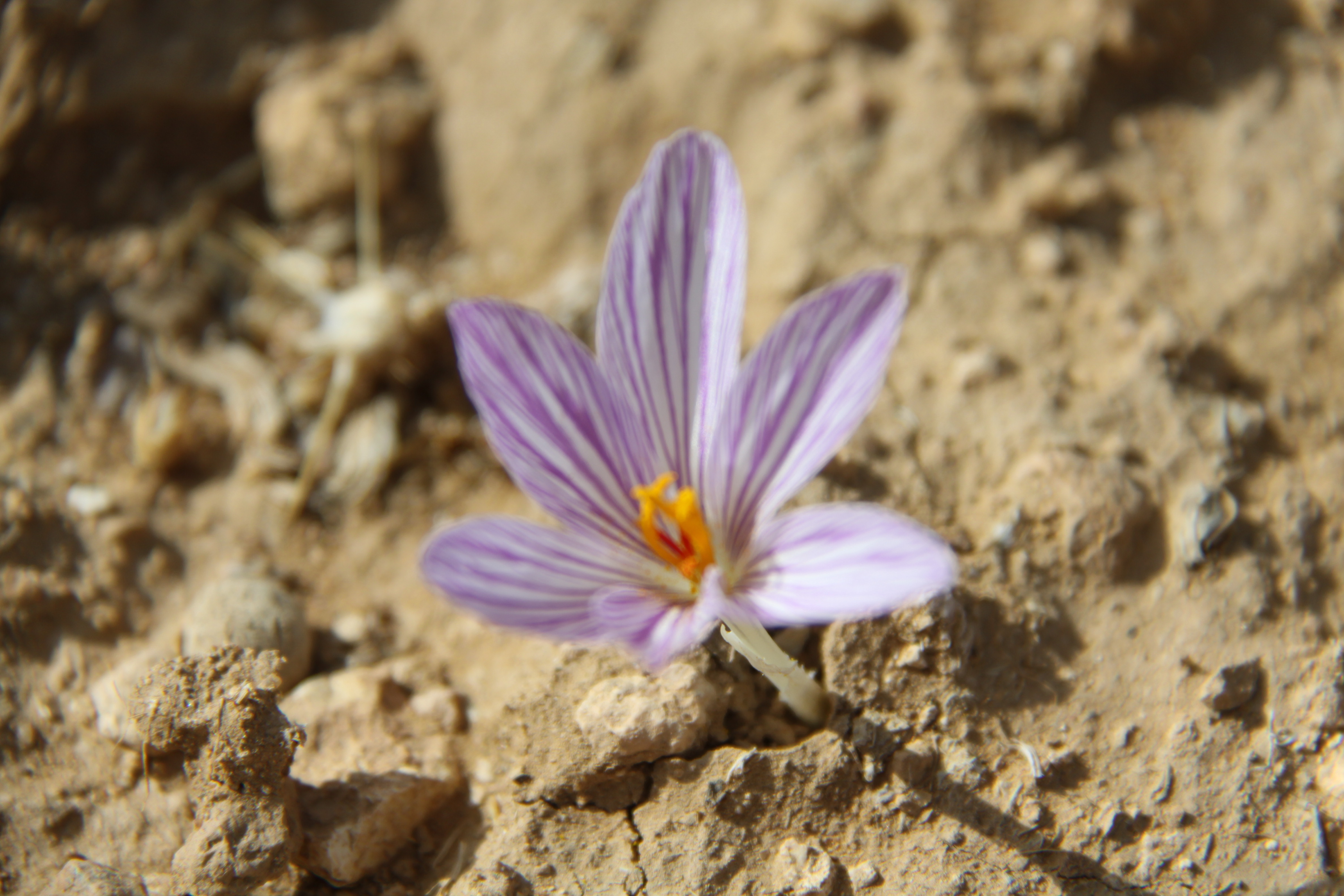 صورة 78