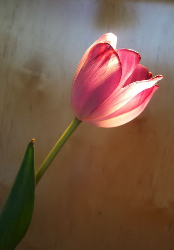 صورة العضو